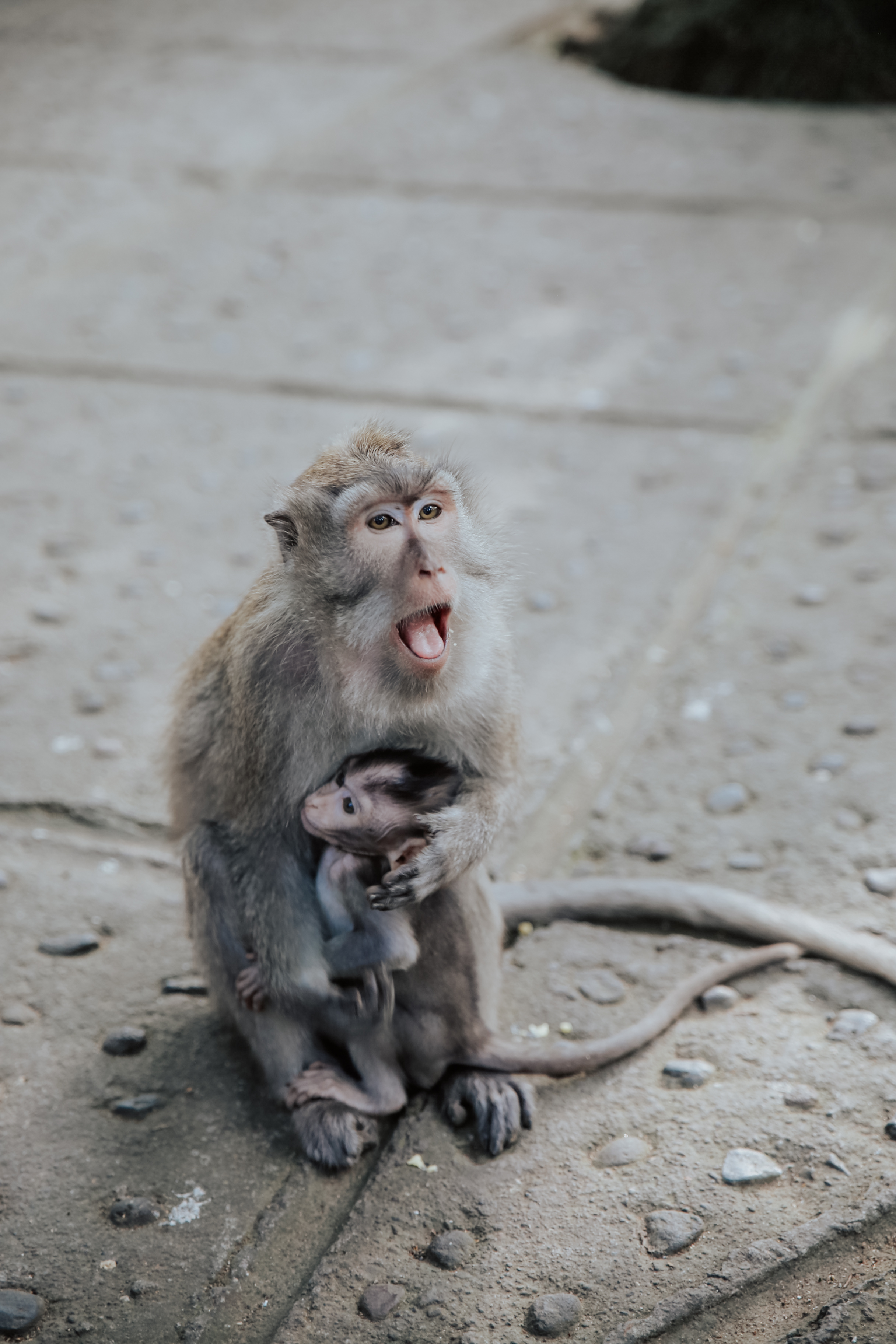 MONKEY SCREAM-1.jpg