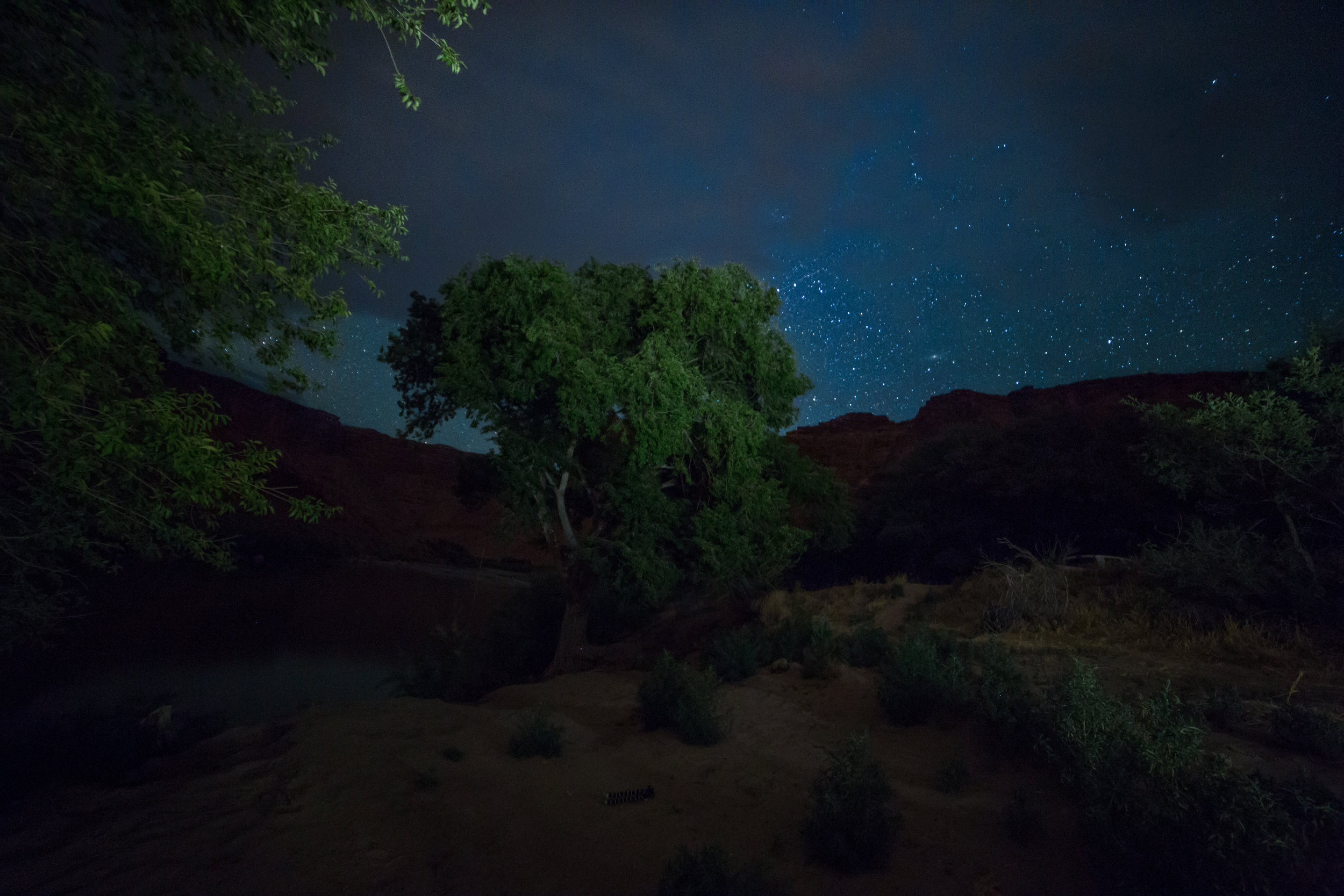 tree-1120.jpg