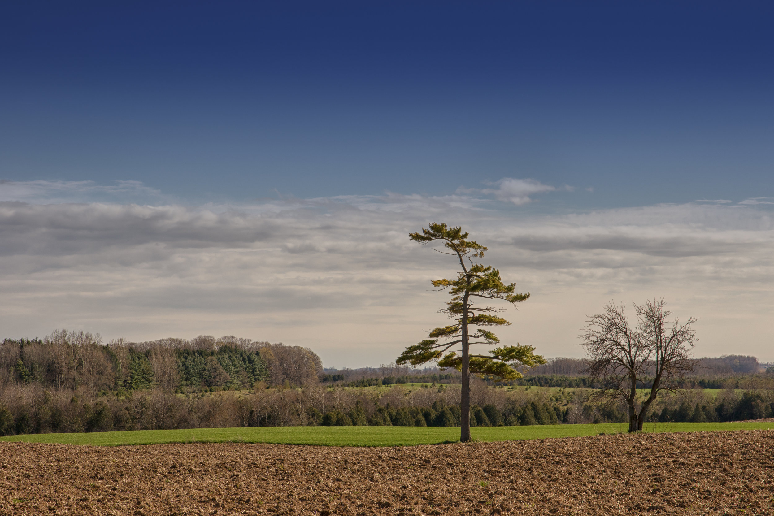 Lone White Pine