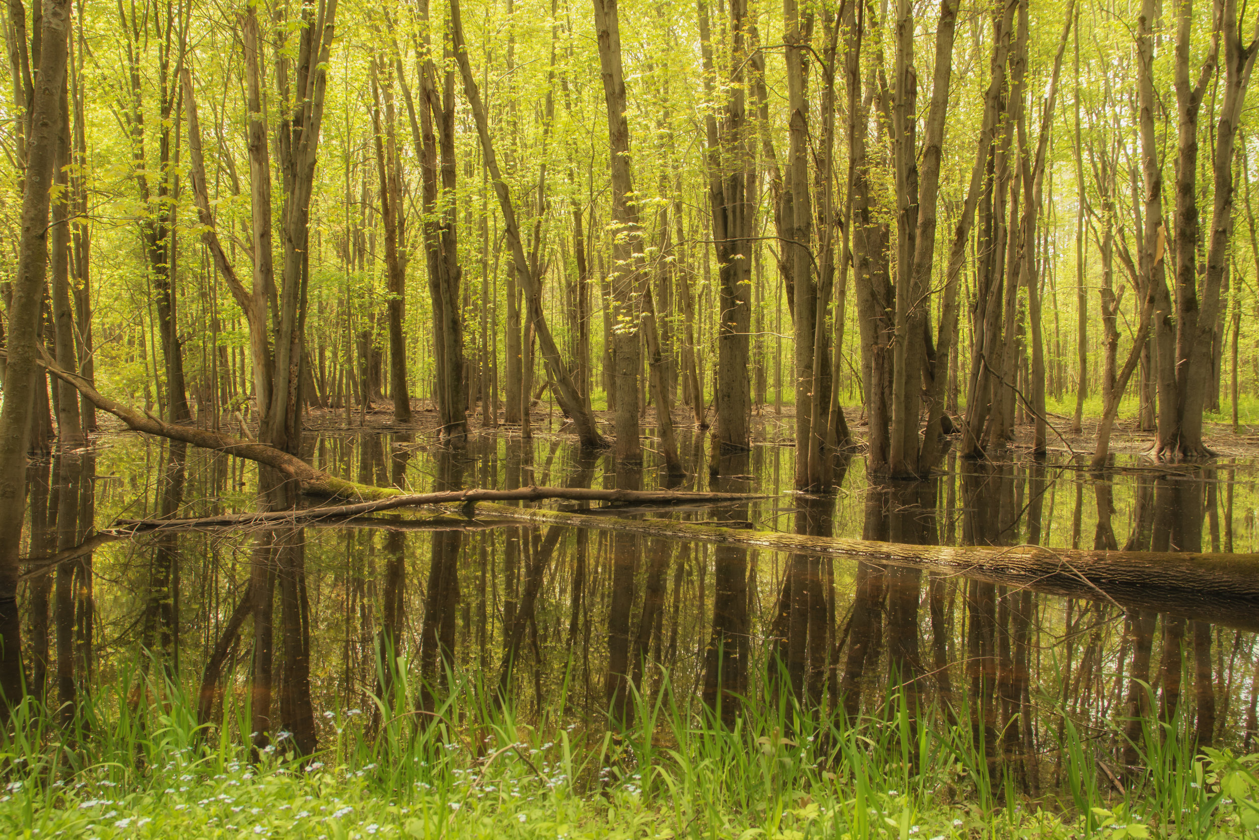 Swamp Reflections