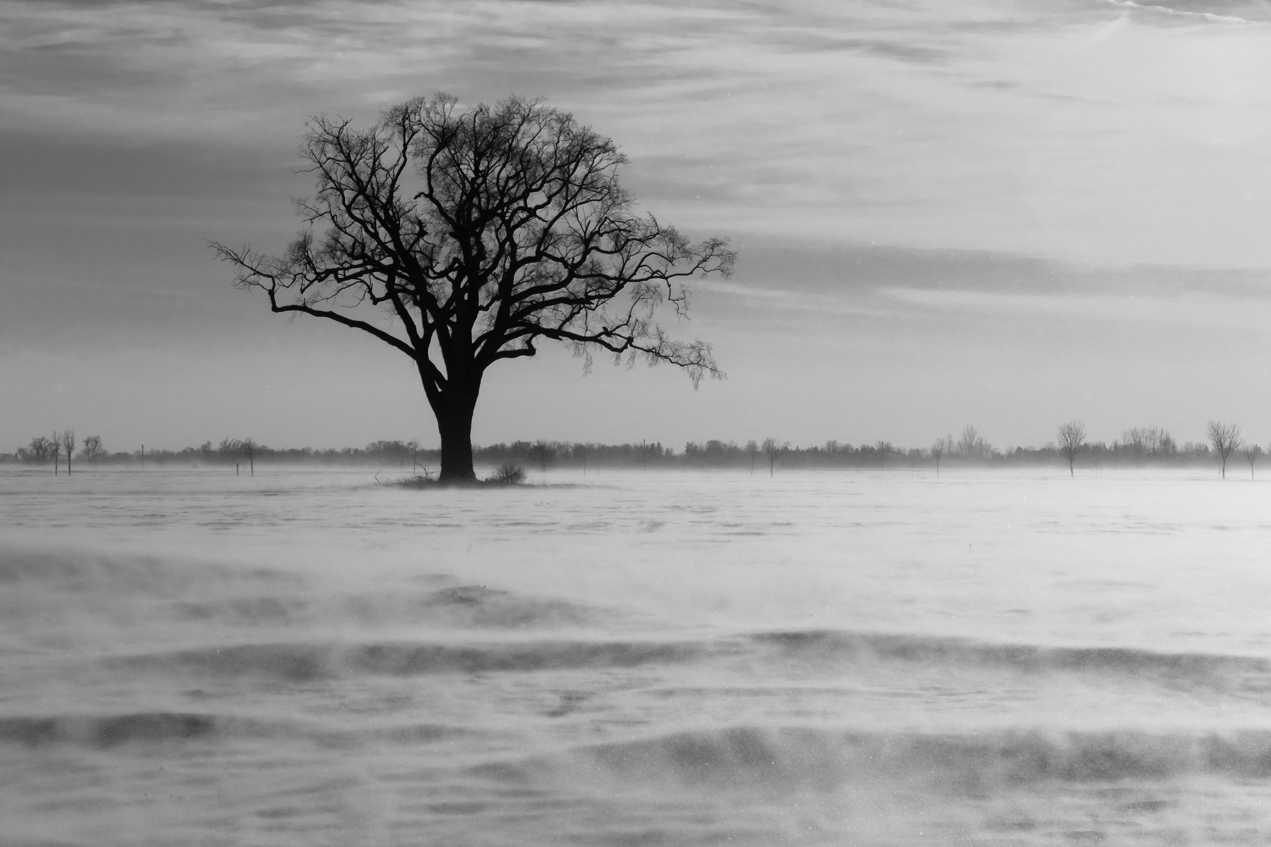 Snowy Lone Tree