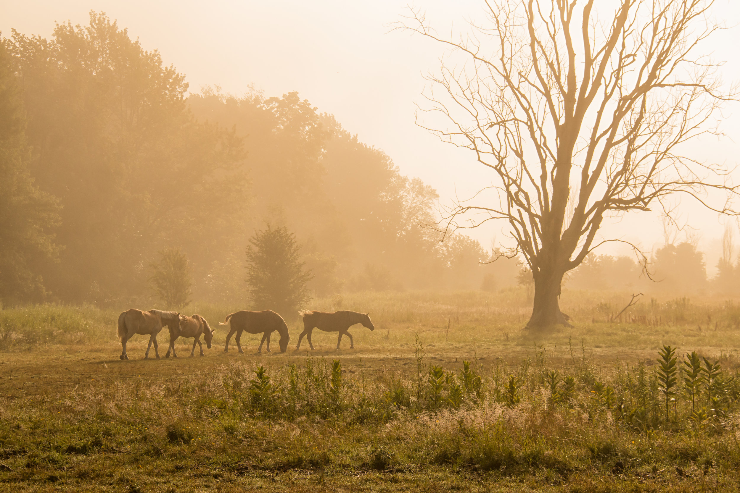 Morning Horses