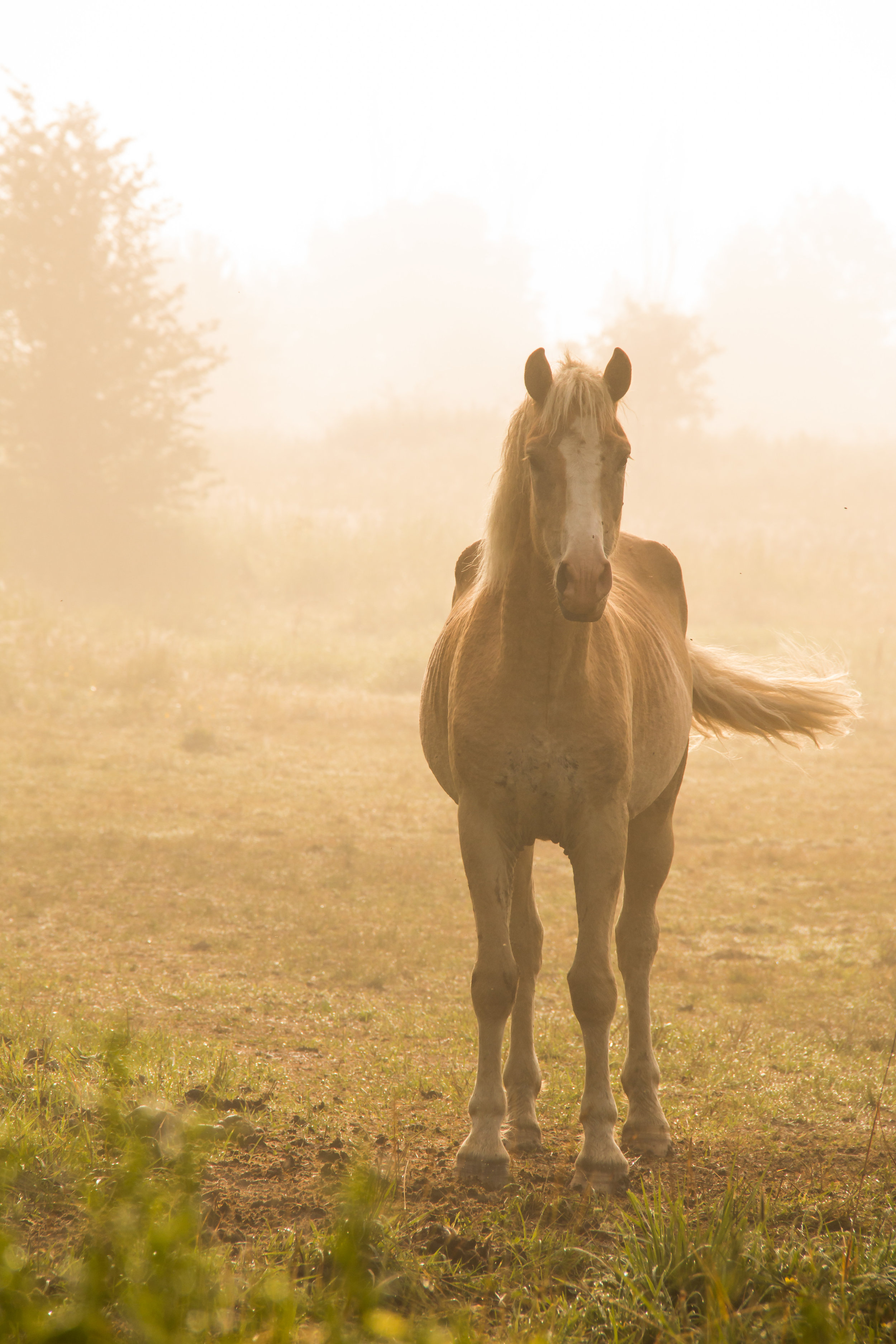Horse in Morning Fog