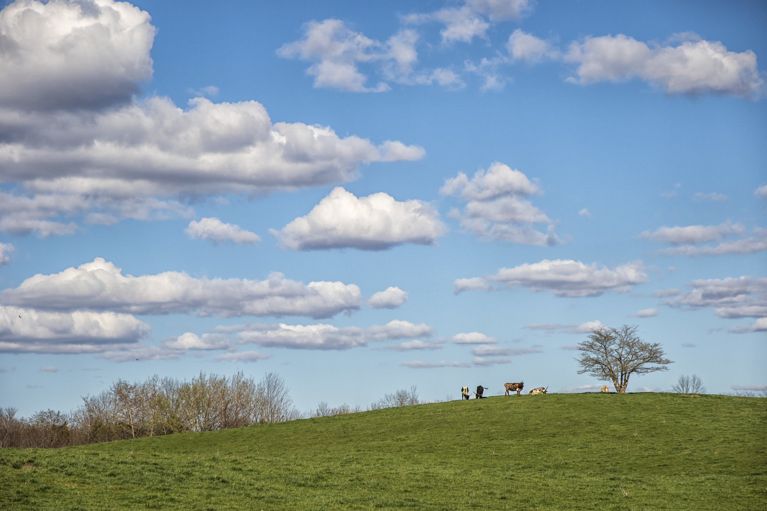 Cows and Clouds