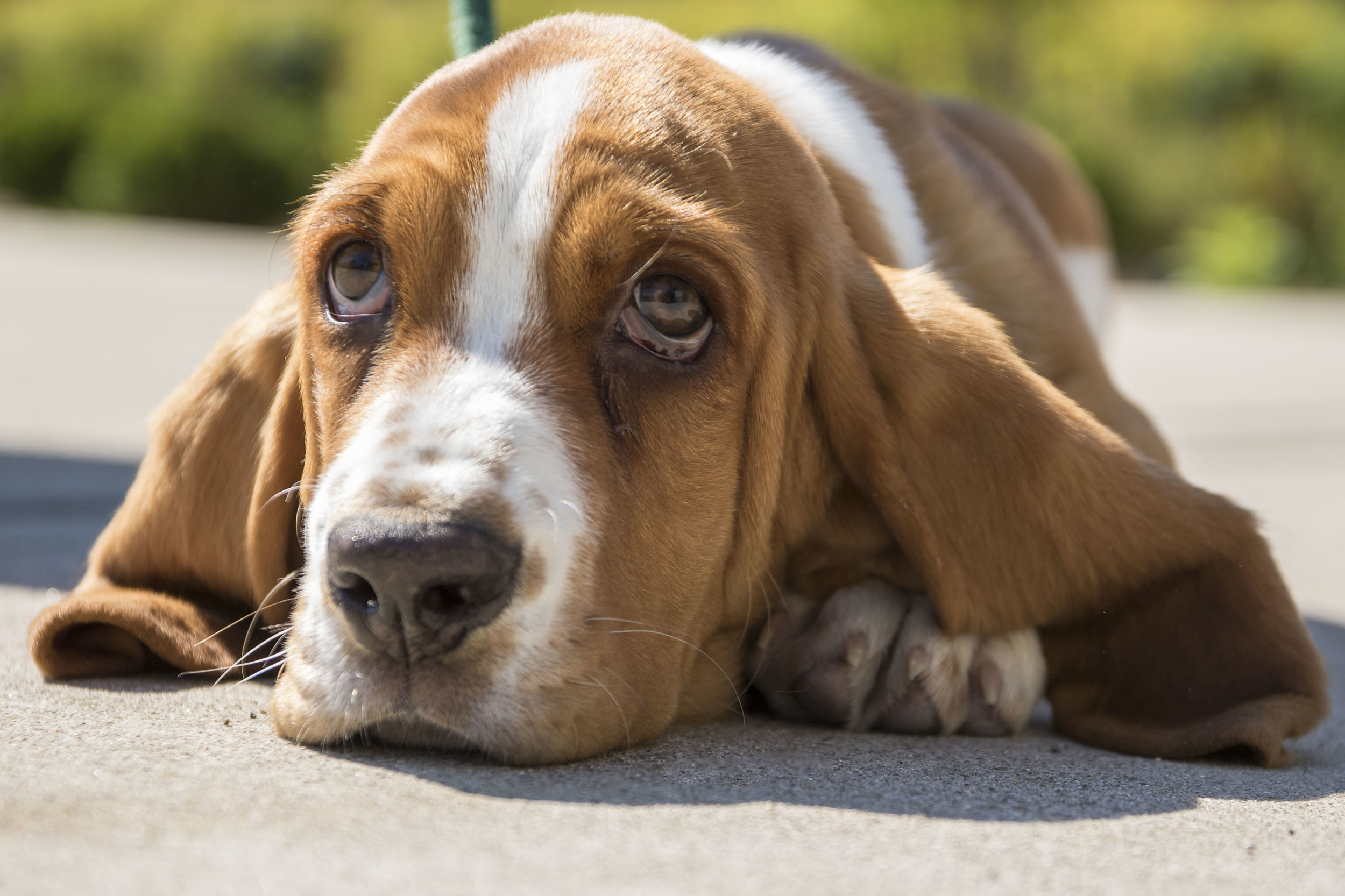 Basset Hound Portrait