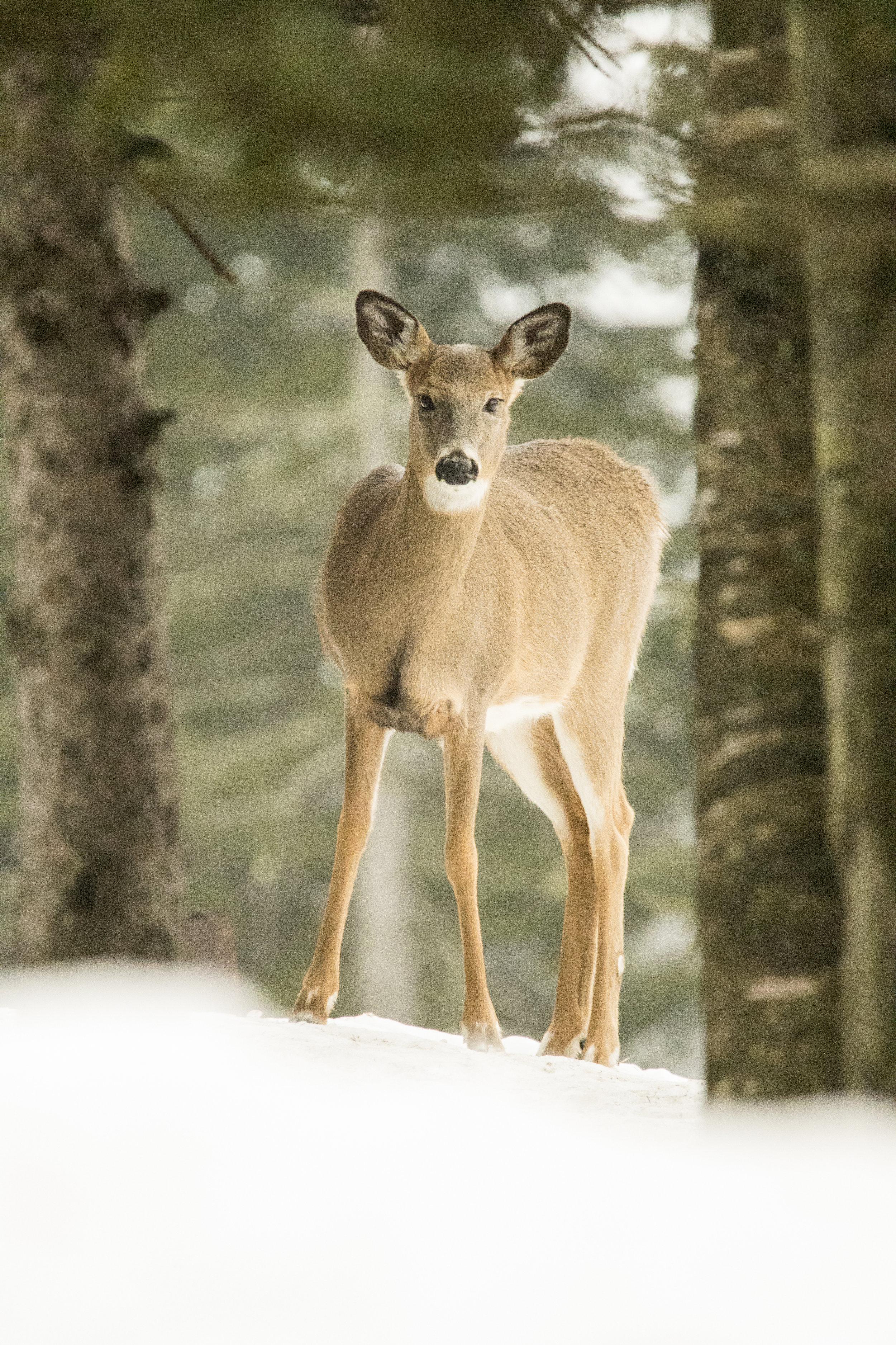 White Tailed Deer