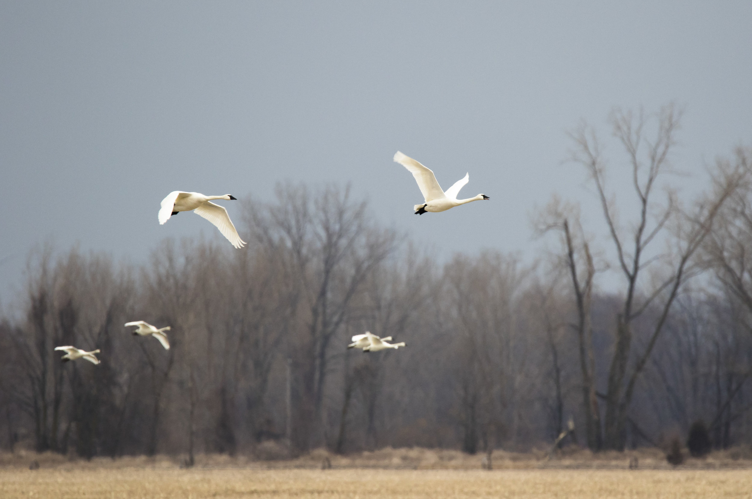 Tundra Swans in Flight