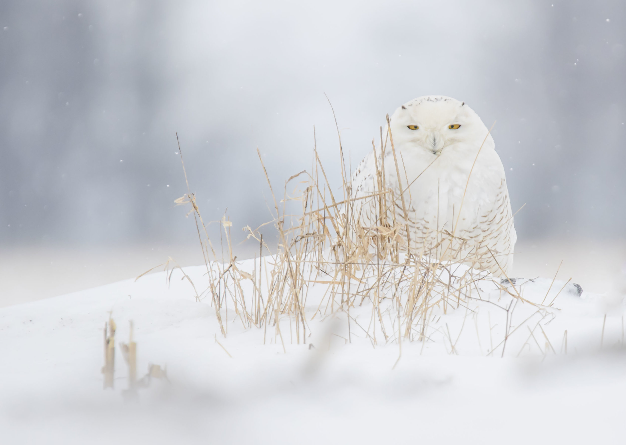 Snowy Owl 