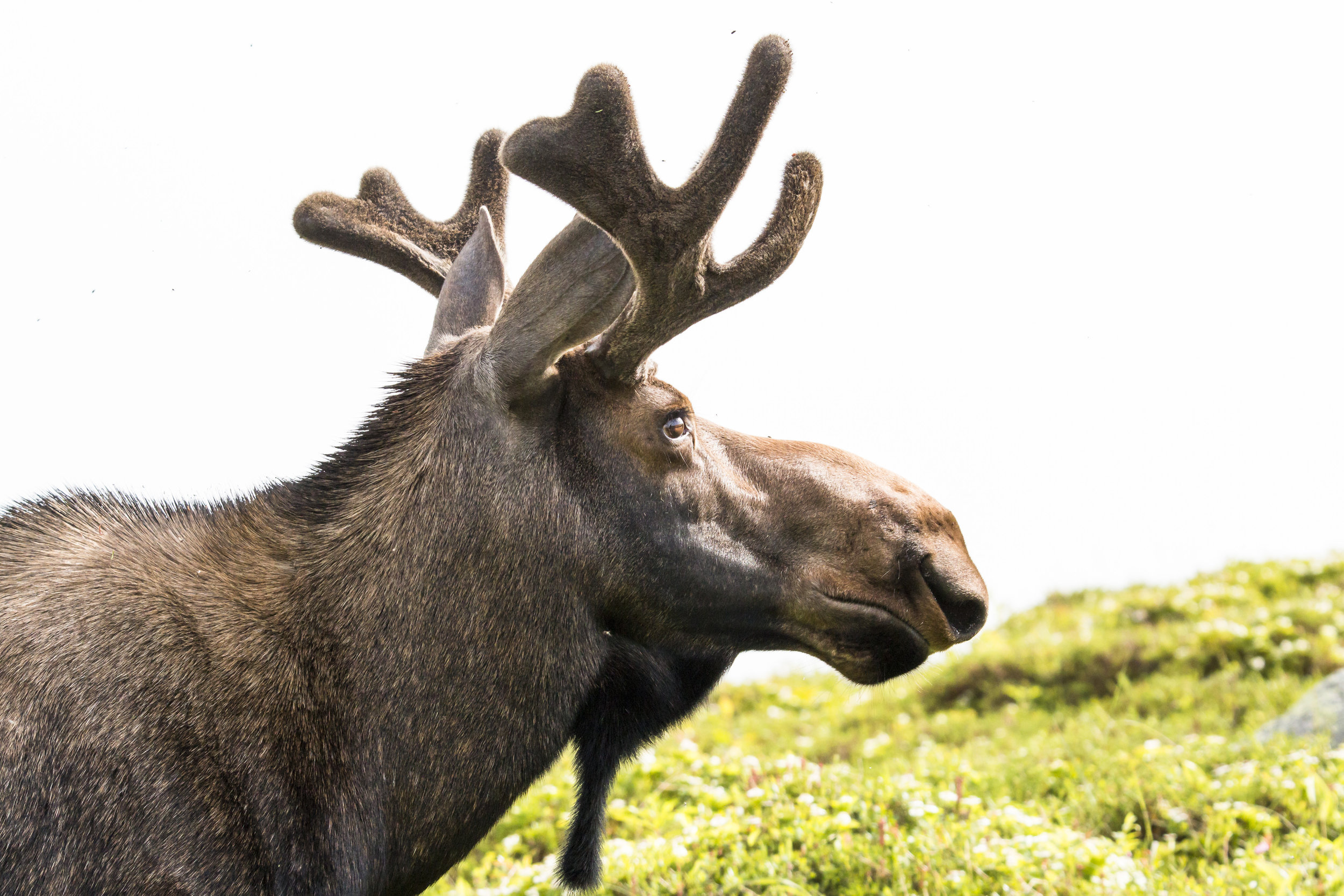 Gros Morne Mountain Moose