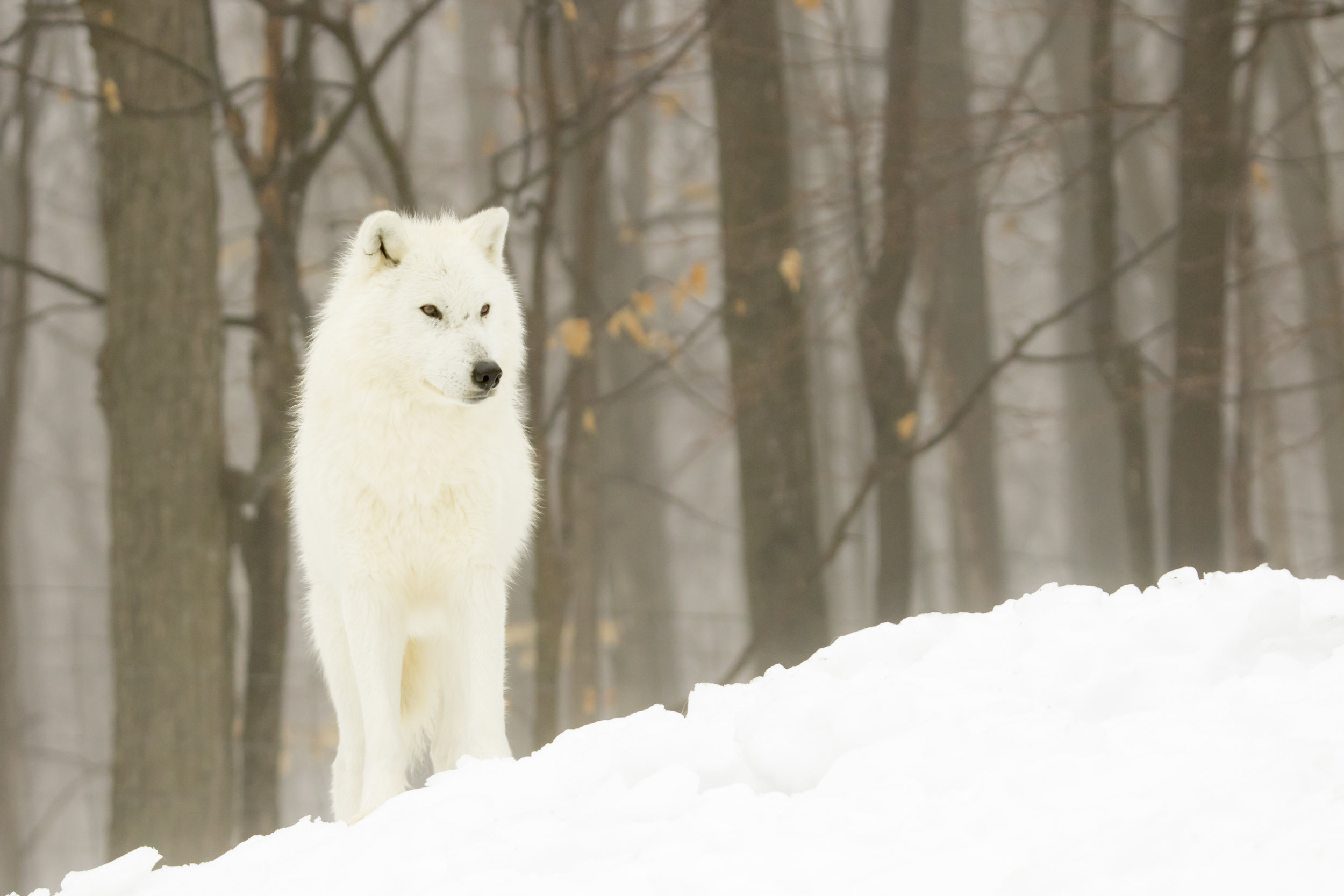 Arctic Wolf