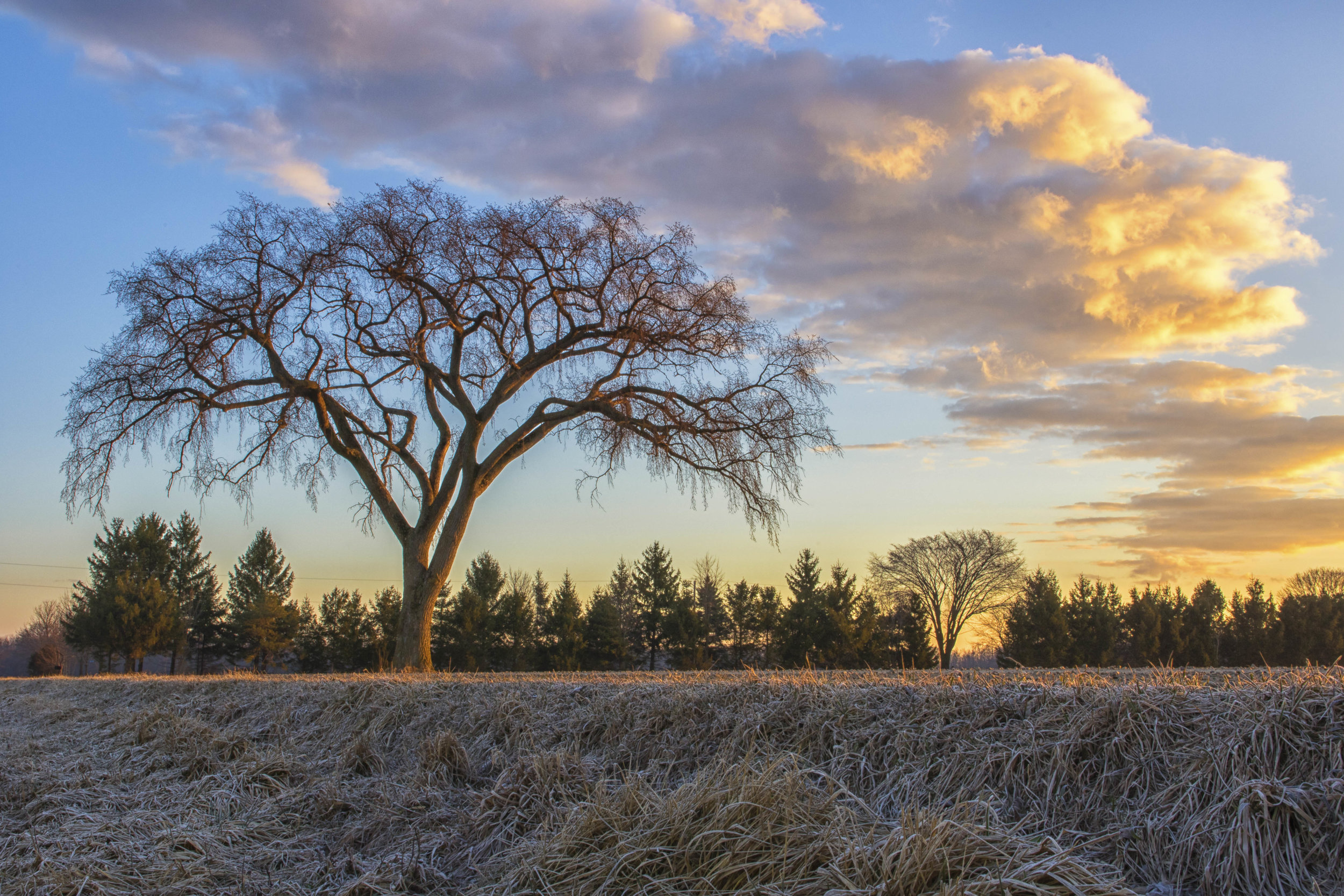 Morning Sun on the old Elm