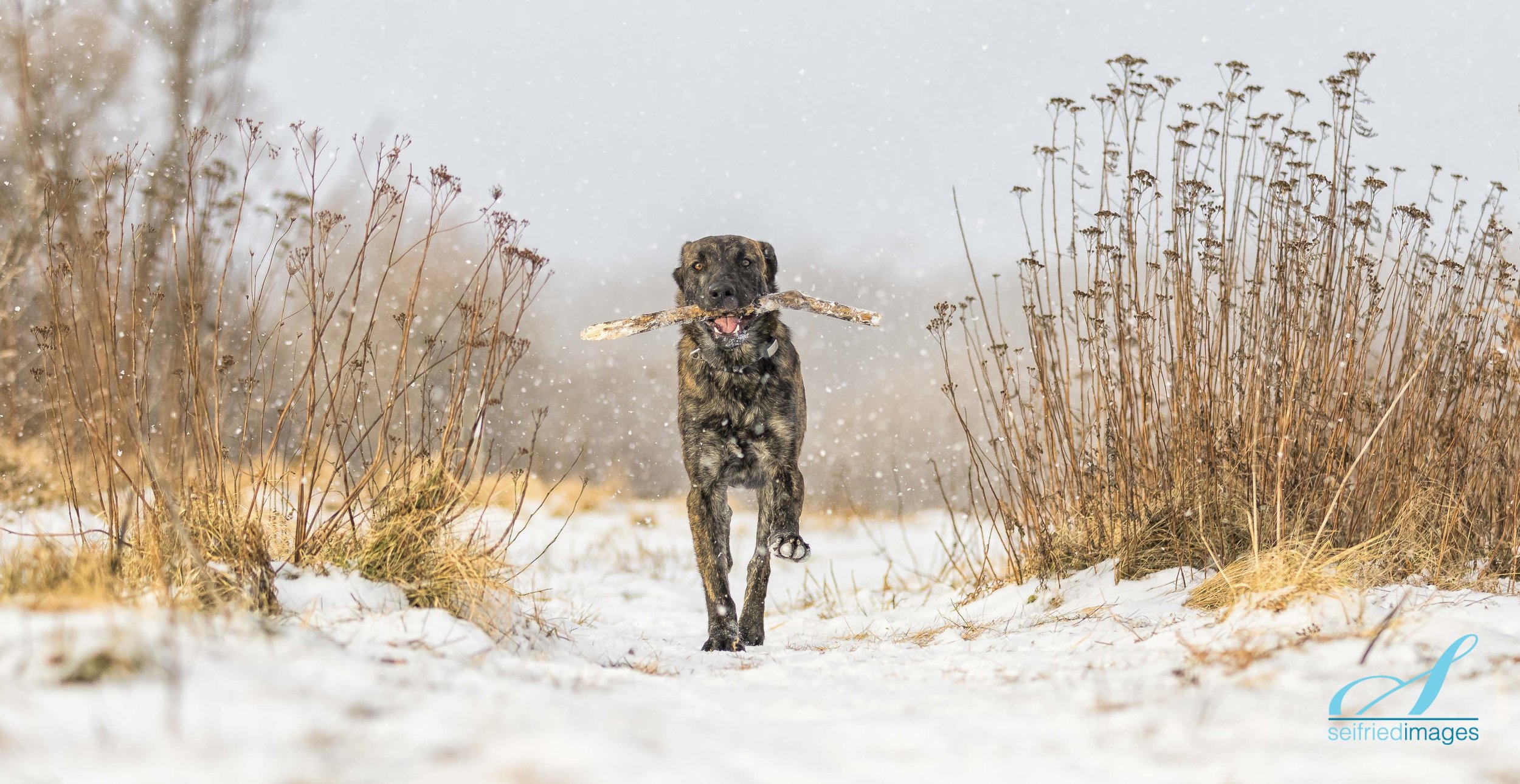 Snow and Stick