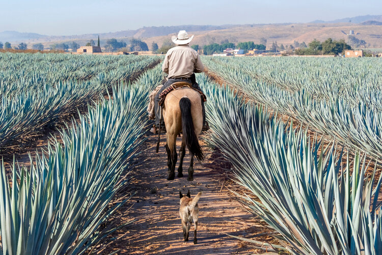 cowboy-horse-agave-field-mexico.jpg