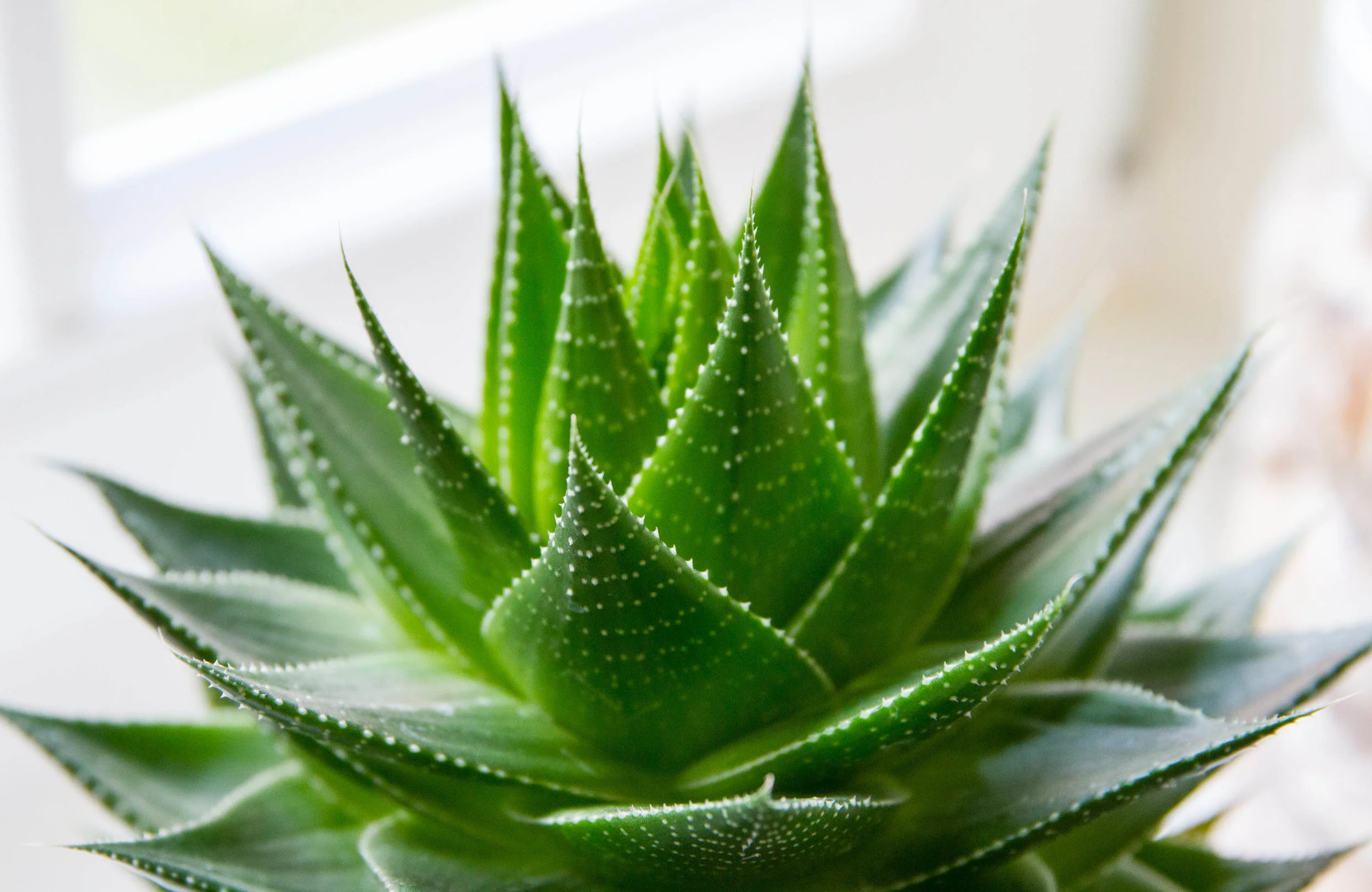 Aloe plant