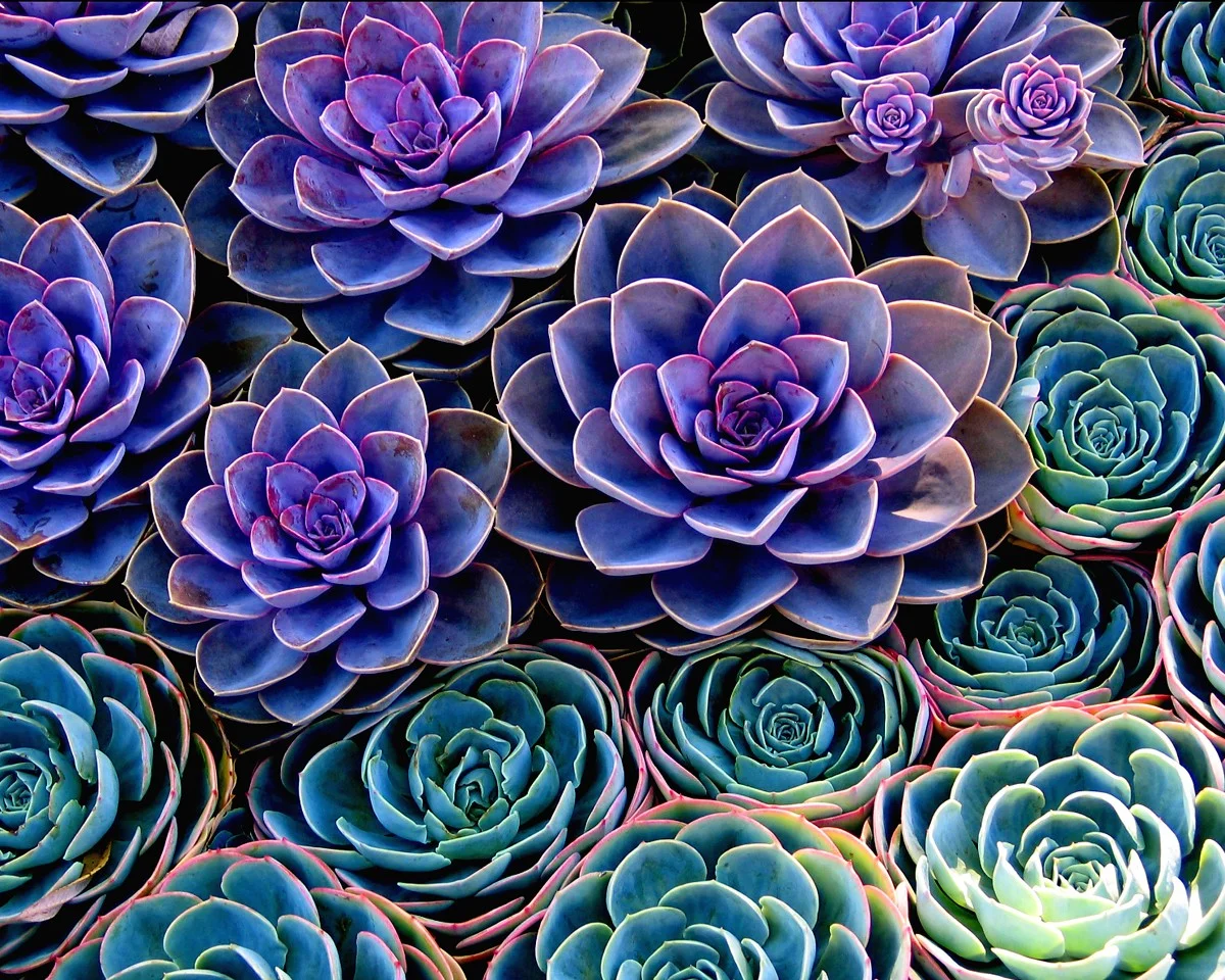 Succulent plant