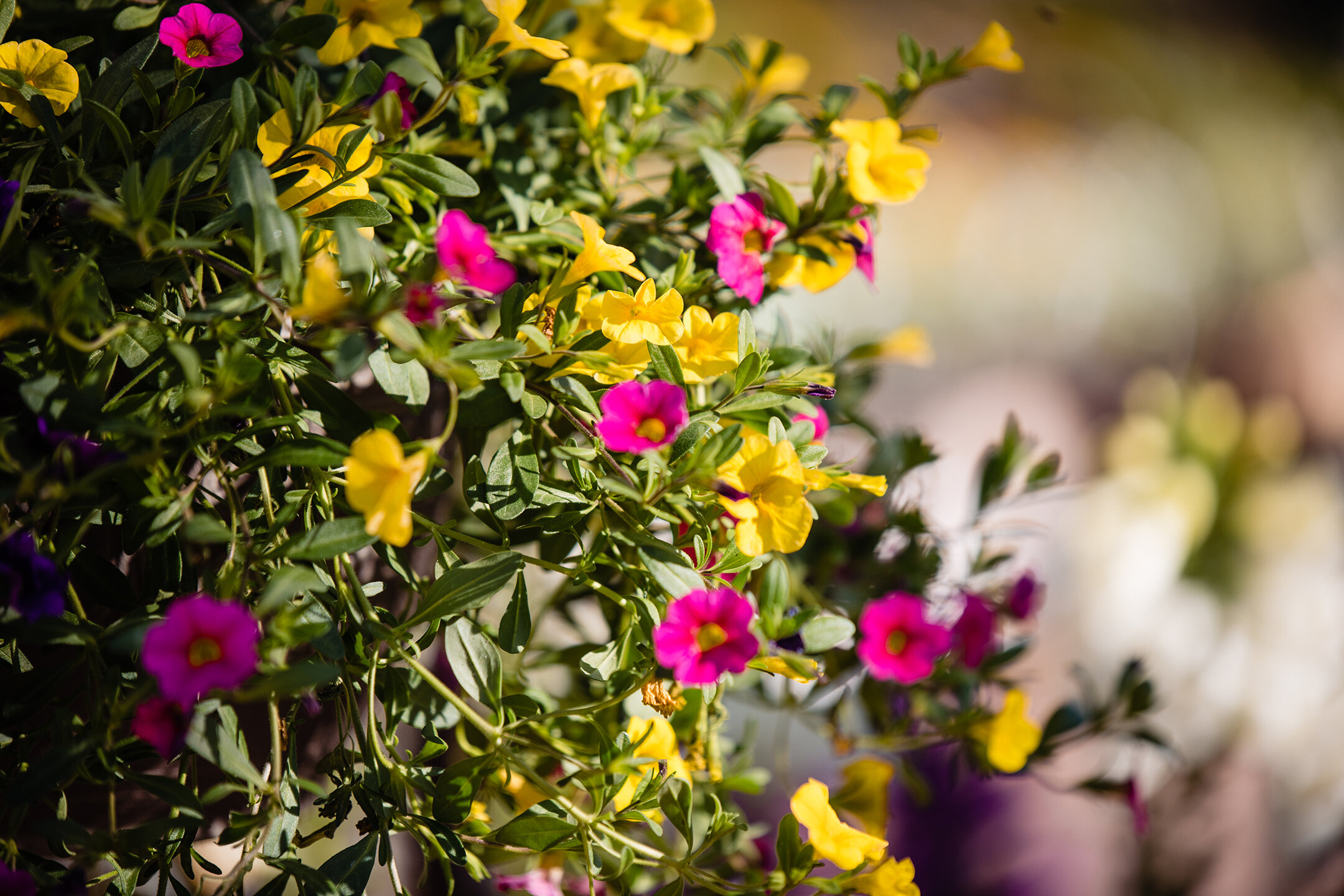 The Gardens at Viola’s wedding venue