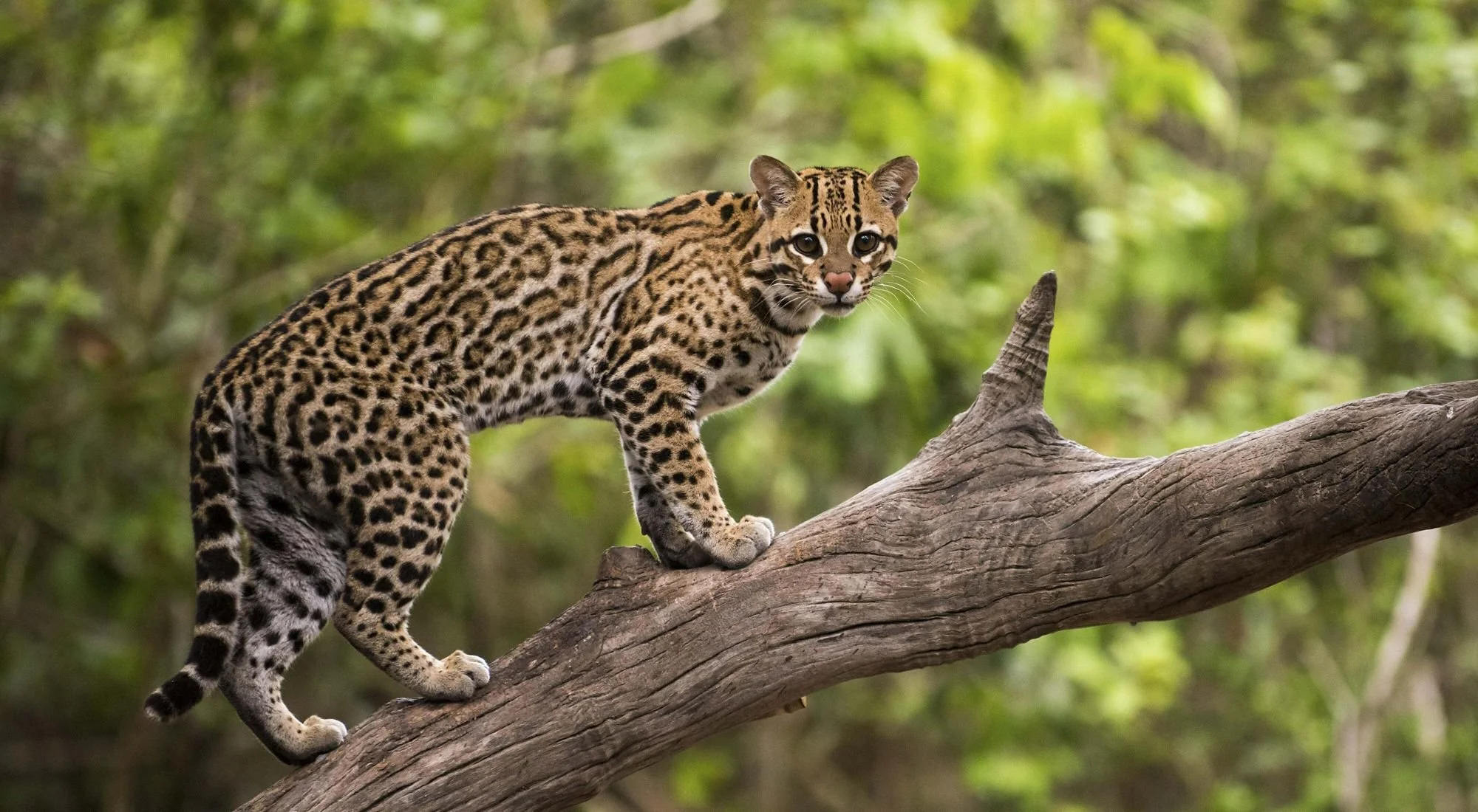 Salvador Dali Pet Ocelot Salvador Dali Pet Ocelot