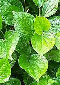 he Kava plant. Photo courtesy buykavadirect.com