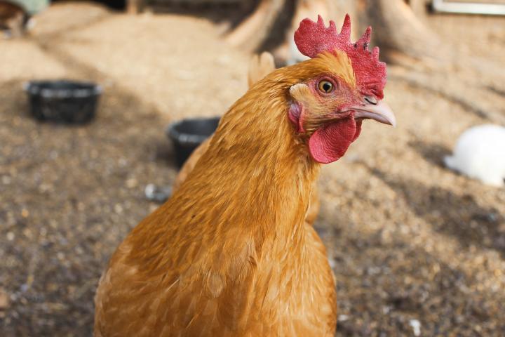 This chiken does not yet know its fate. With your contribution, it may, soon. Photo sourced from almanac.com