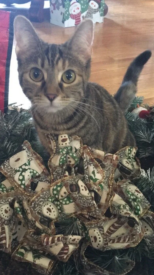Maysie, likewise, takes a break from terrorizing toes to pose for the camera.