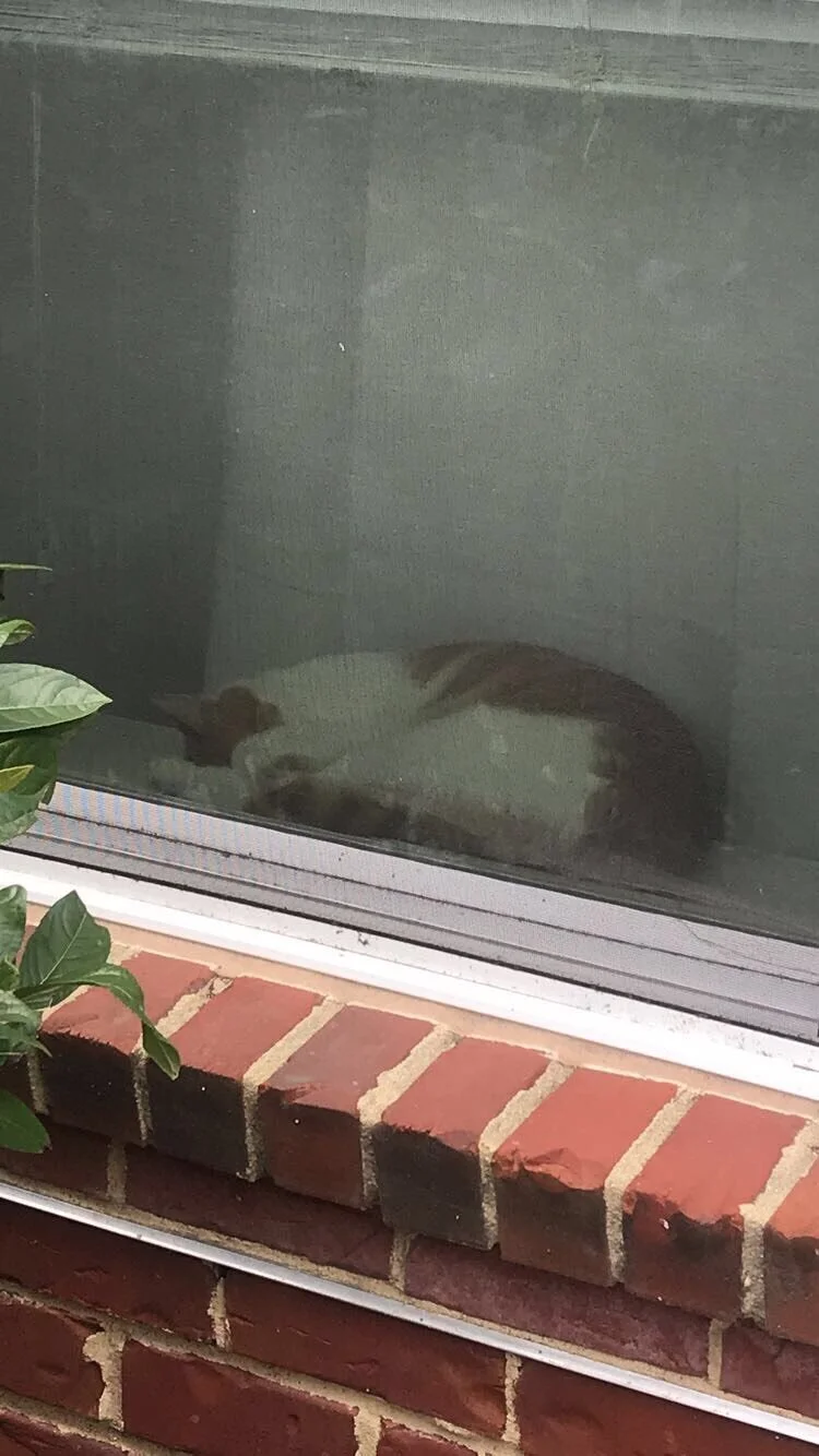 Loki takes a low-key break from the stresses of cat life.