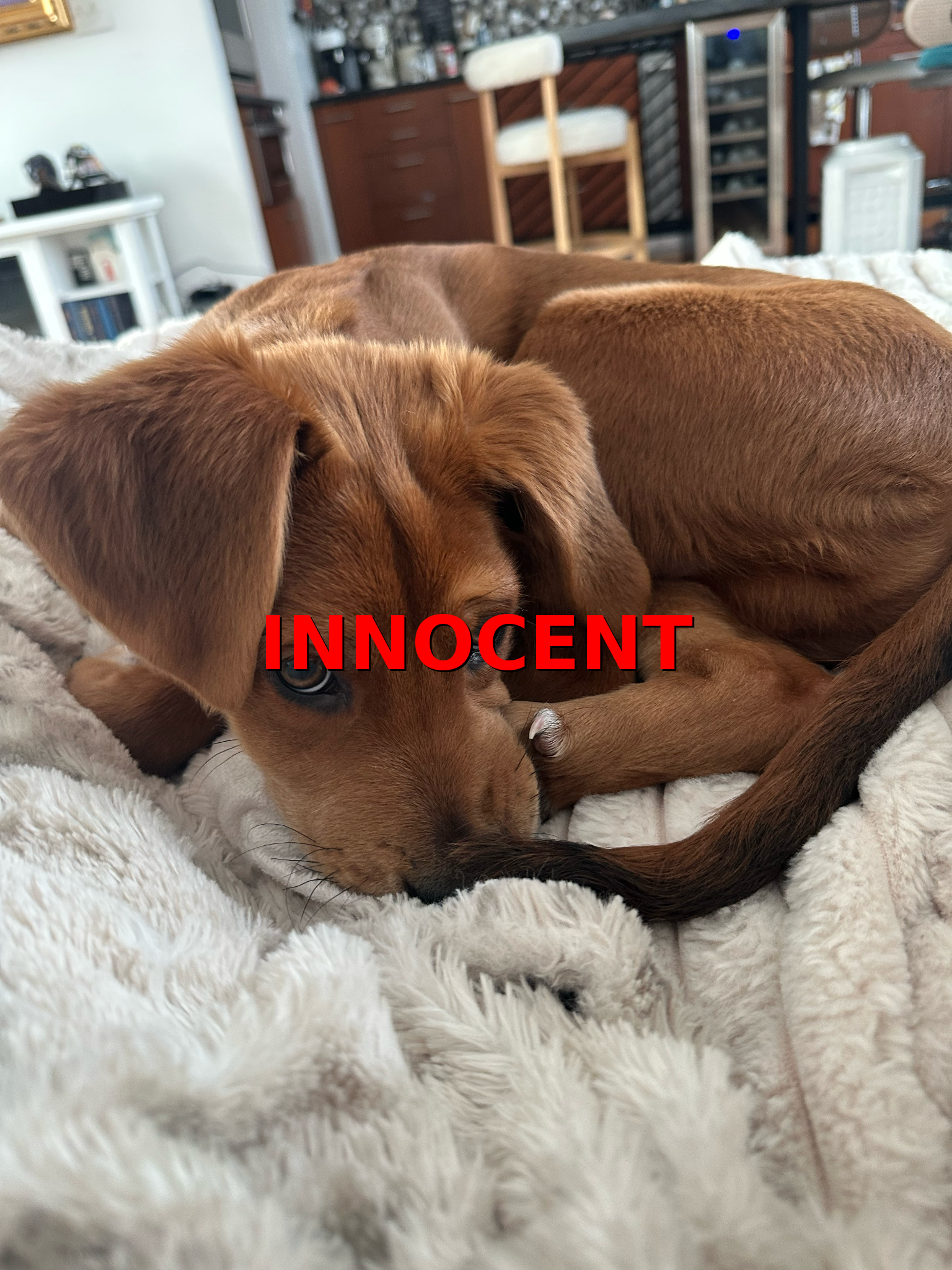 Court of Petty Appeals: United States&nbsp;v.&nbsp;Nicole Demitry