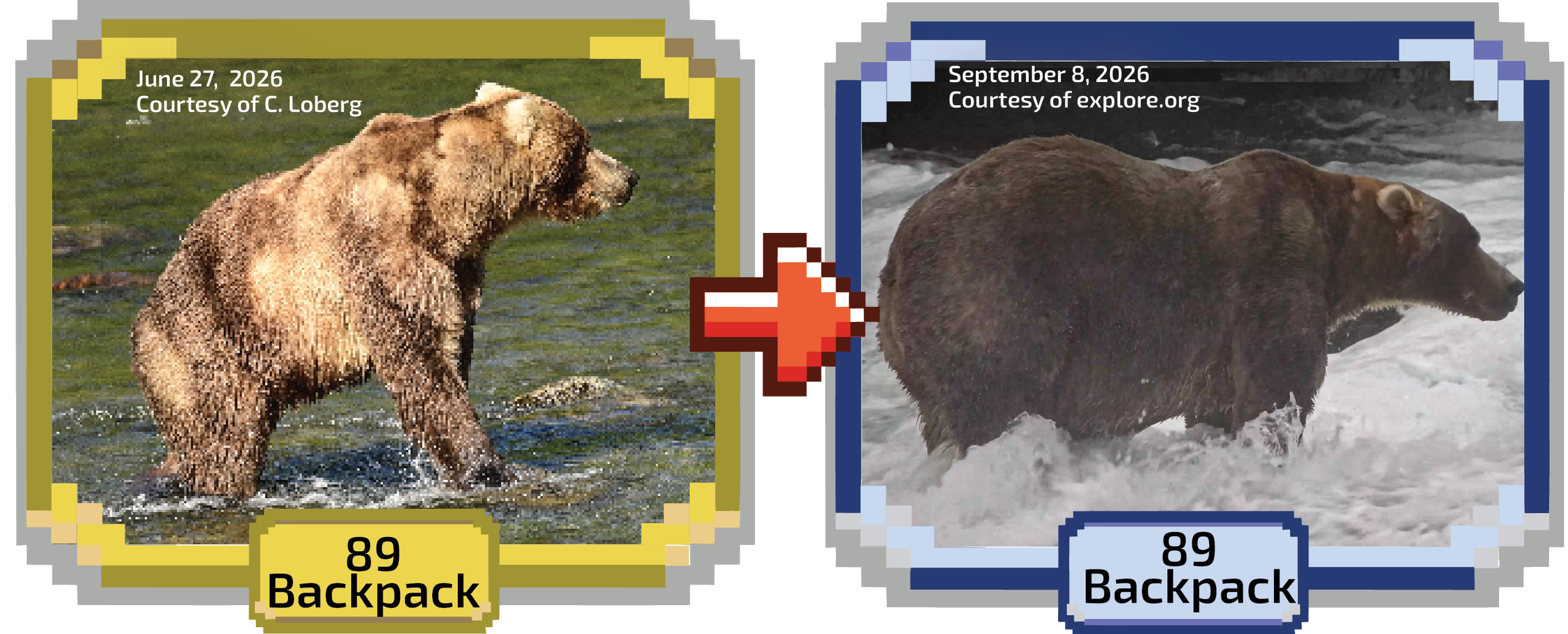 Fat Bear Week 2026 Survival of the Fattest&nbsp;