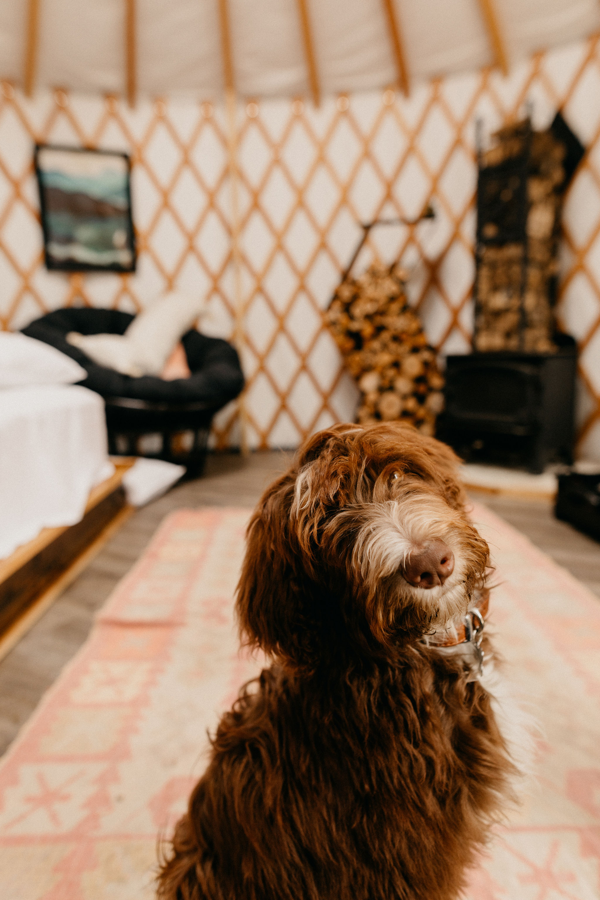 Dog friendly for well-behaved canines.