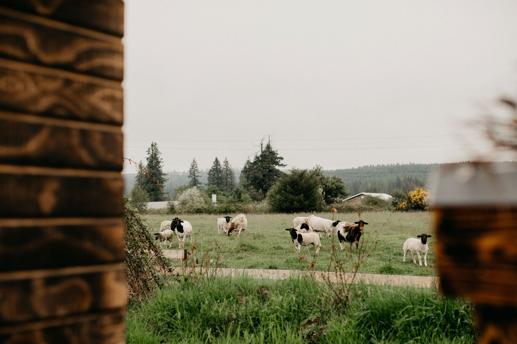 Friendly and adorable neighbors