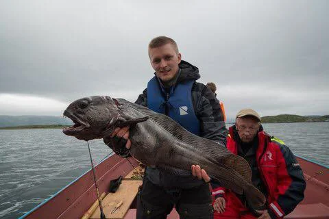 korsfjorden steinbit.jpg