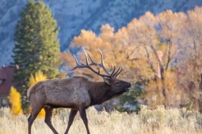 Elk Bugling
