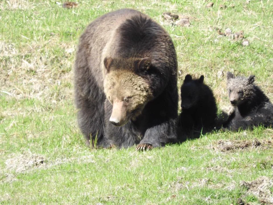 Grizzly Bear Mom and Cubs (born this year) 