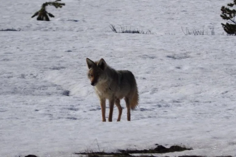 Female Wolf - We watched her hunting voles underneath the snow!