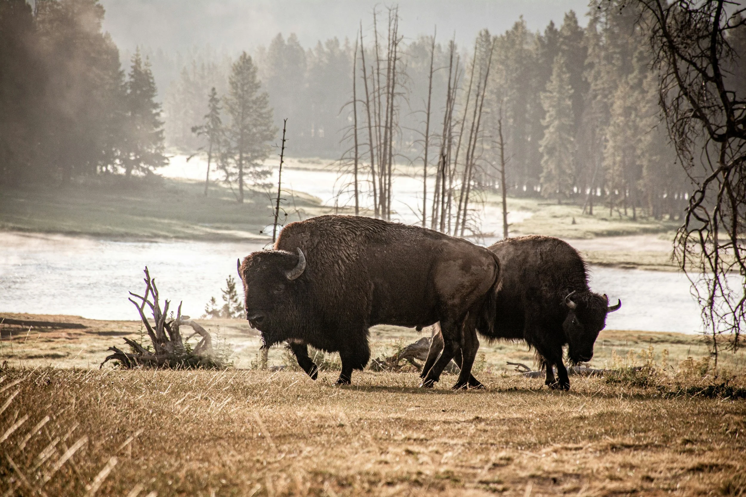 What Wildlife Can You See in Yellowstone National Park?