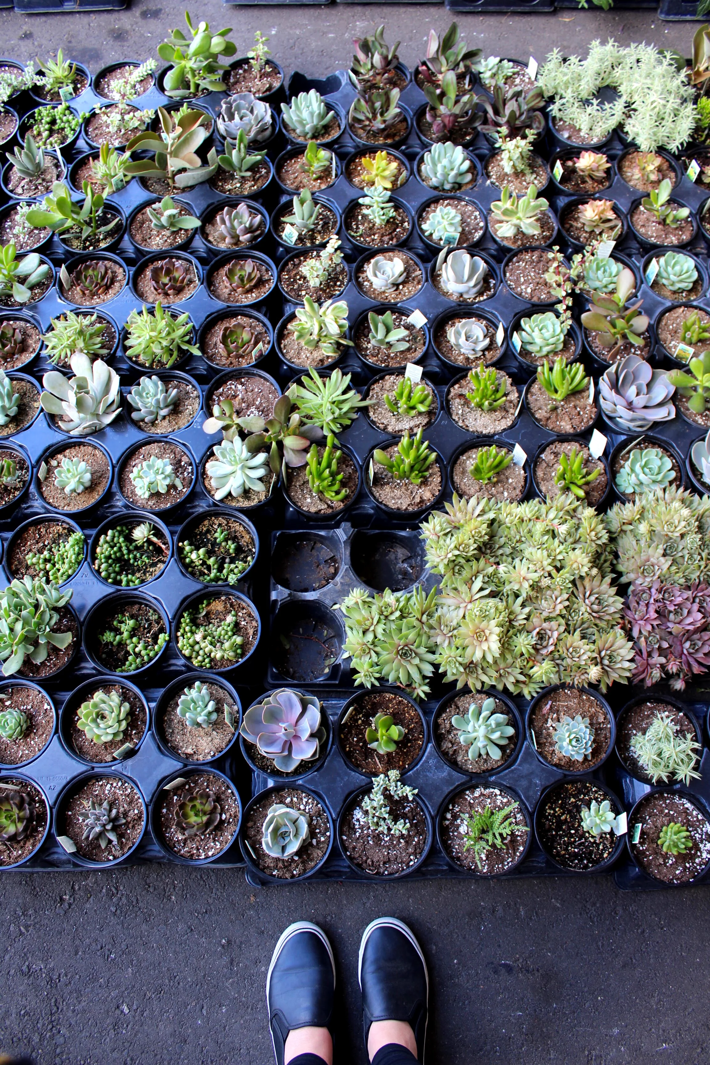 Succulents / Black Slip On Shoes / Detroit Eastern Market
