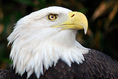 400px-Bald_Eagle.jpg