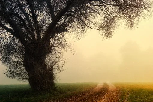 tree-3124099__340.jpg