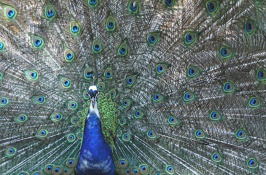 peafowl-453846__340.jpg