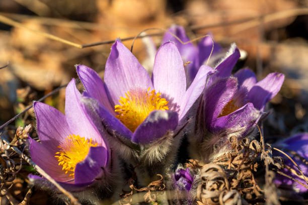  Pasque flowers on spring field. Photo Pulsatilla grandis with nice bokeh. 