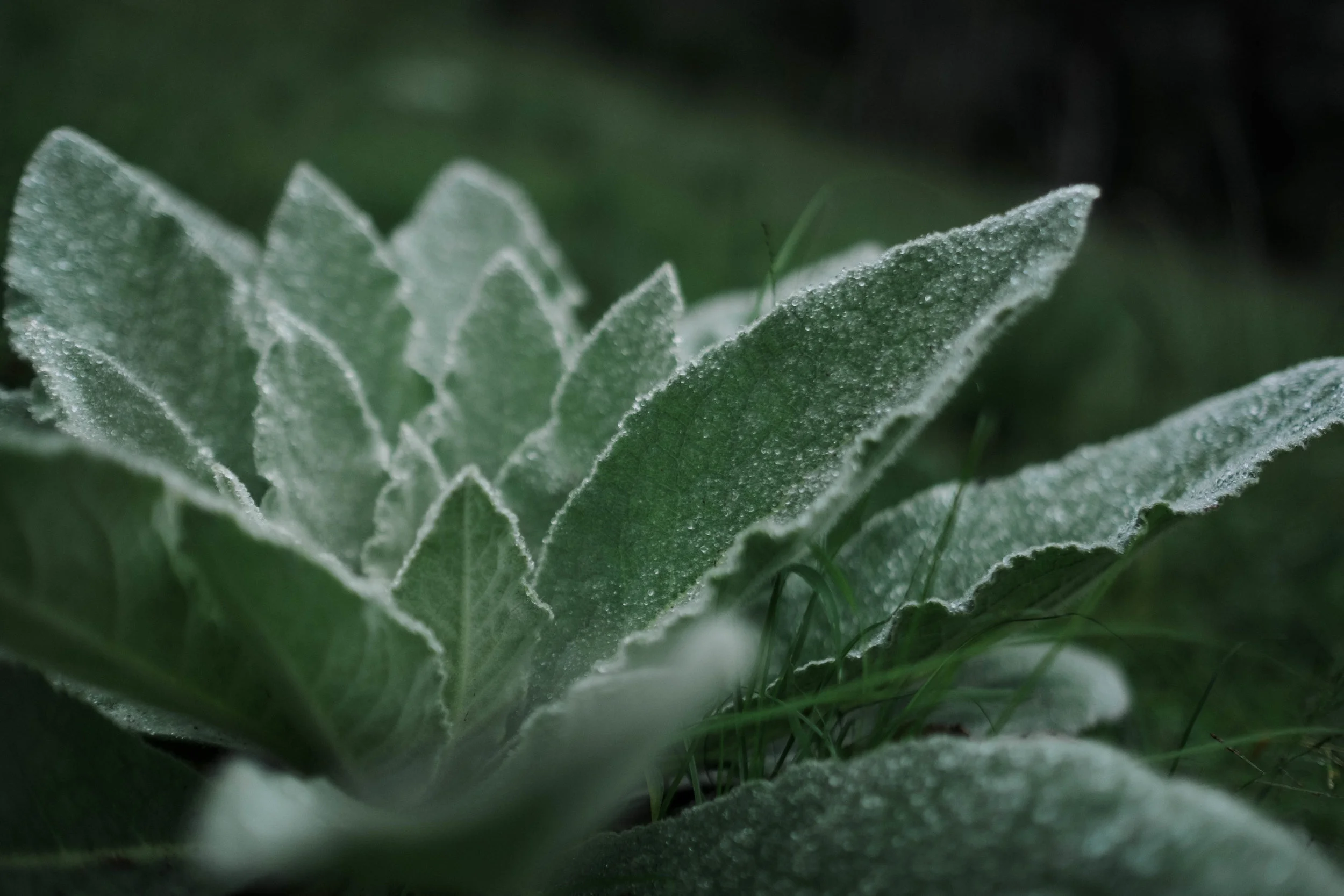 Massive Lambs Ear growing wild in a misty field