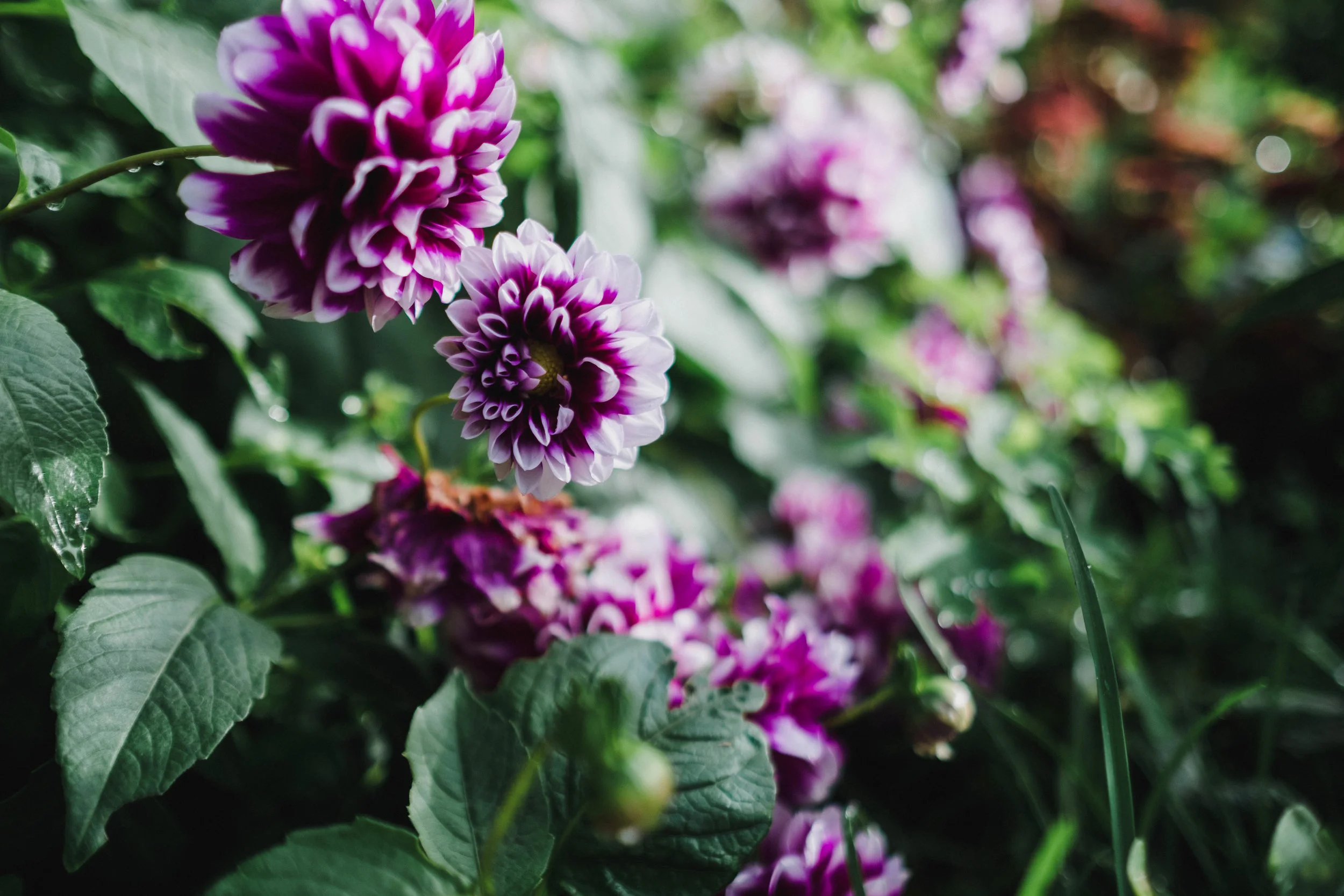 Tumbling dahlia at the botanical gardens