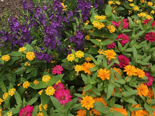 Angelonia Zinnia Mix.JPG