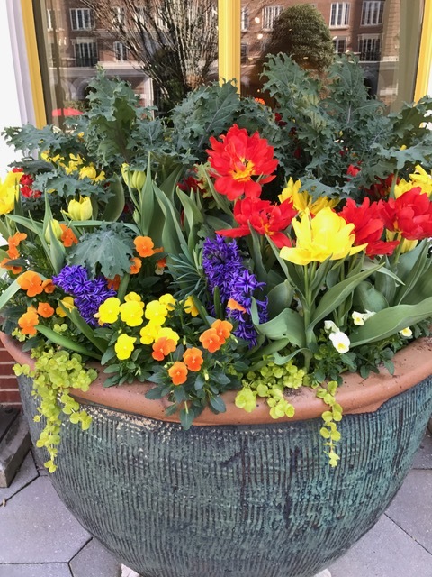 Kale and Abba Tulip Pot.JPG