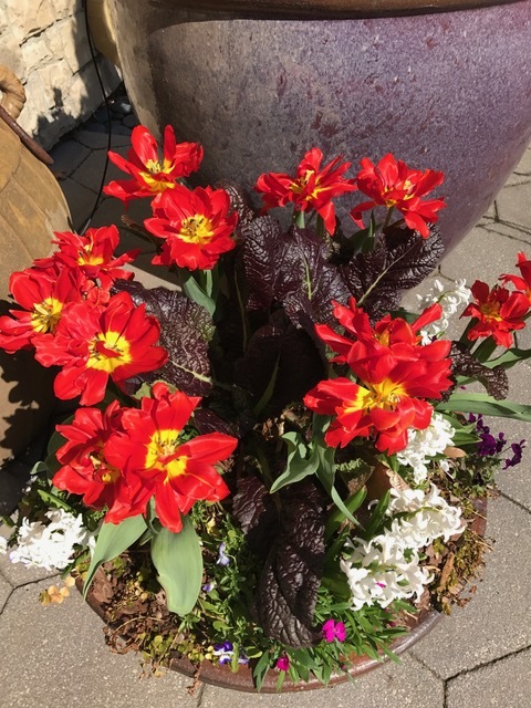 Red Mustard with Abba Tulips.JPG