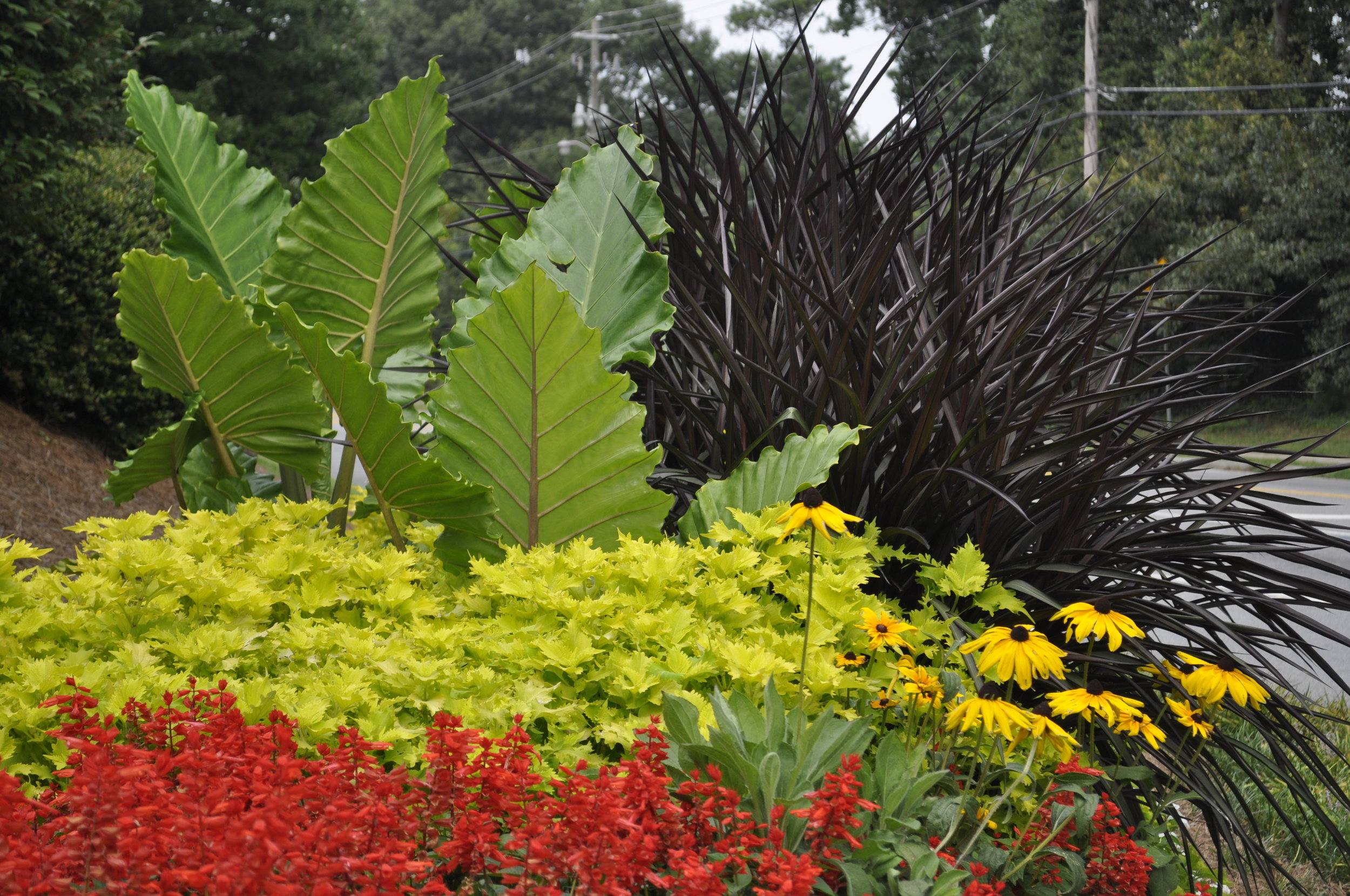 Salvia Coleus Grass Bed.jpg