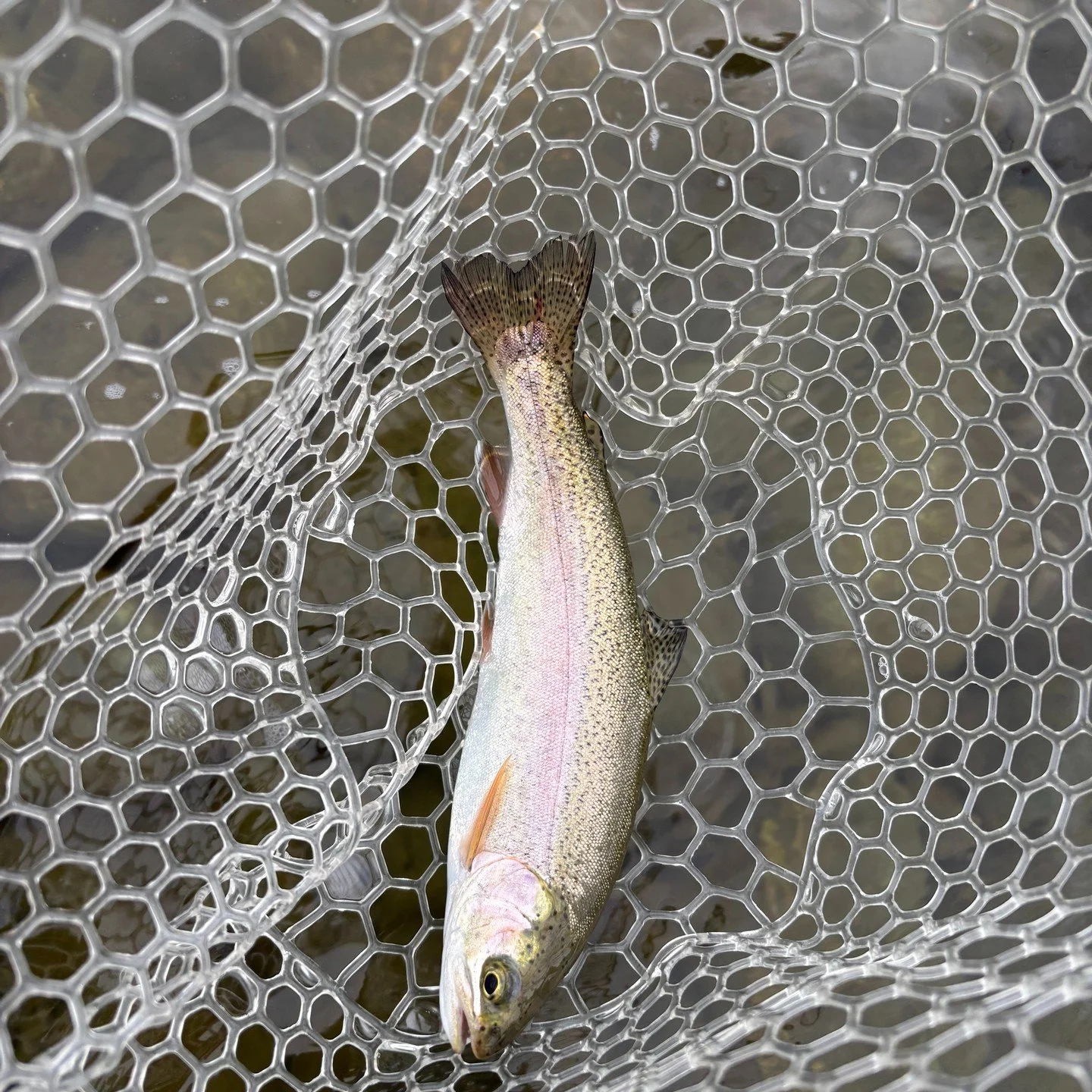 Fish, fish and more fish!