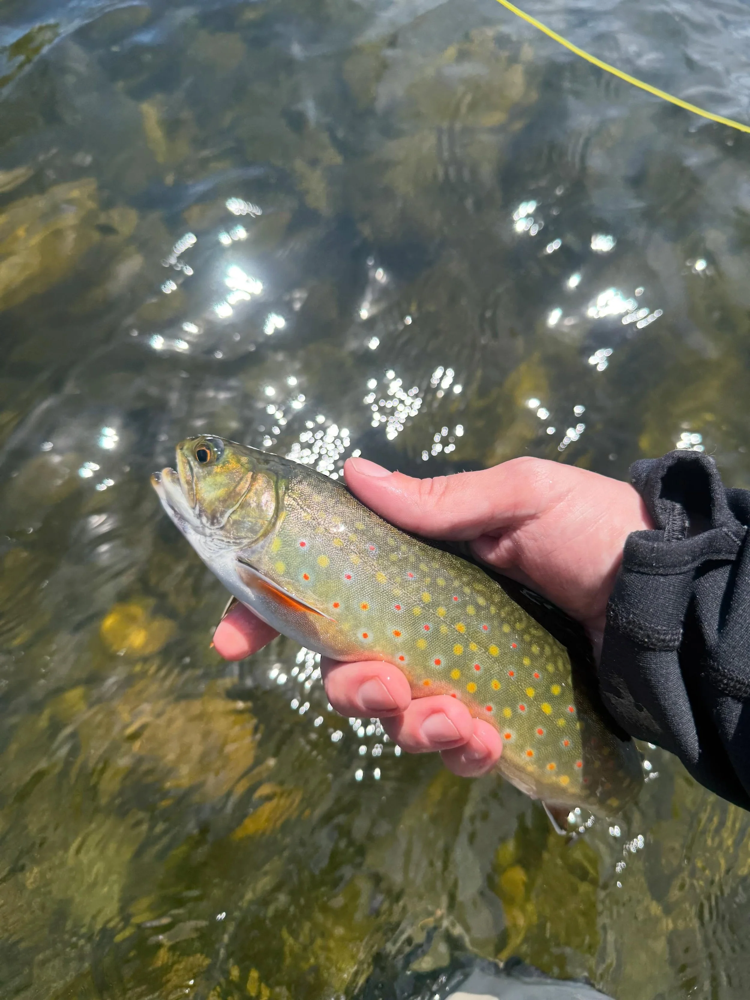 Dylan and his father Henry came from New York to experience fishing in the Rangeley region. Bucktail had the privilege of guiding them. Both beginners, they were teachable and eager to learn. Started with casting lessons and as it started to rain, we