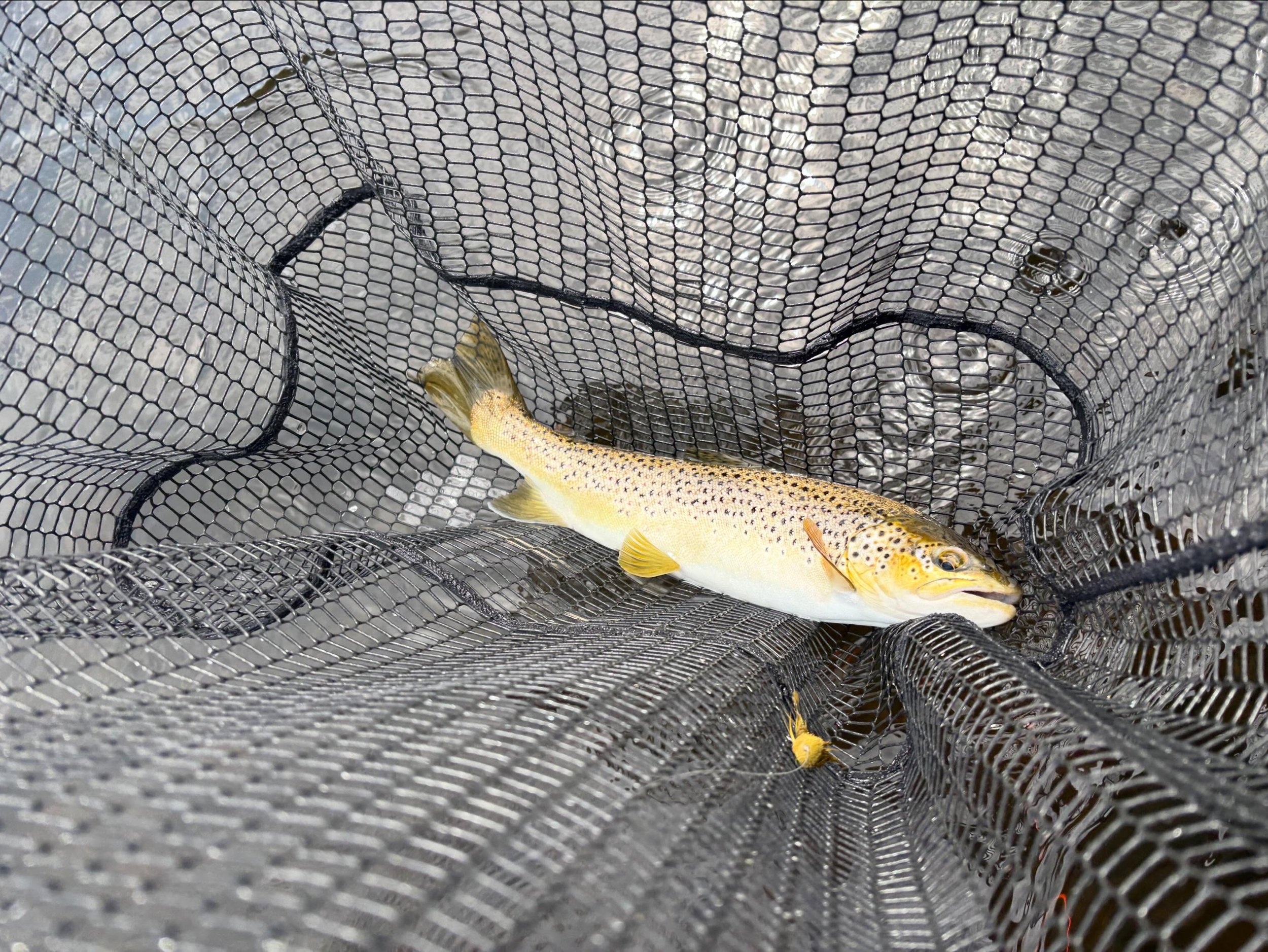 A trip on the Kennebec created a day of fun and memories for fathers and son Marc and Bryan. I have guided Bryan in the past and this time he brought his dad. Though a beginner, Marc was teachable and a good listener. In the end, Bryan caught a very 