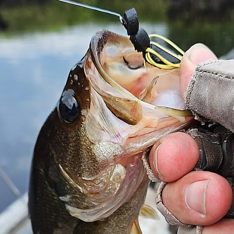 Swamp Spider - Panfish Lures for Redbreast, Bluegill & Bass - GA Boy Lures - Altamaha River Trading Company