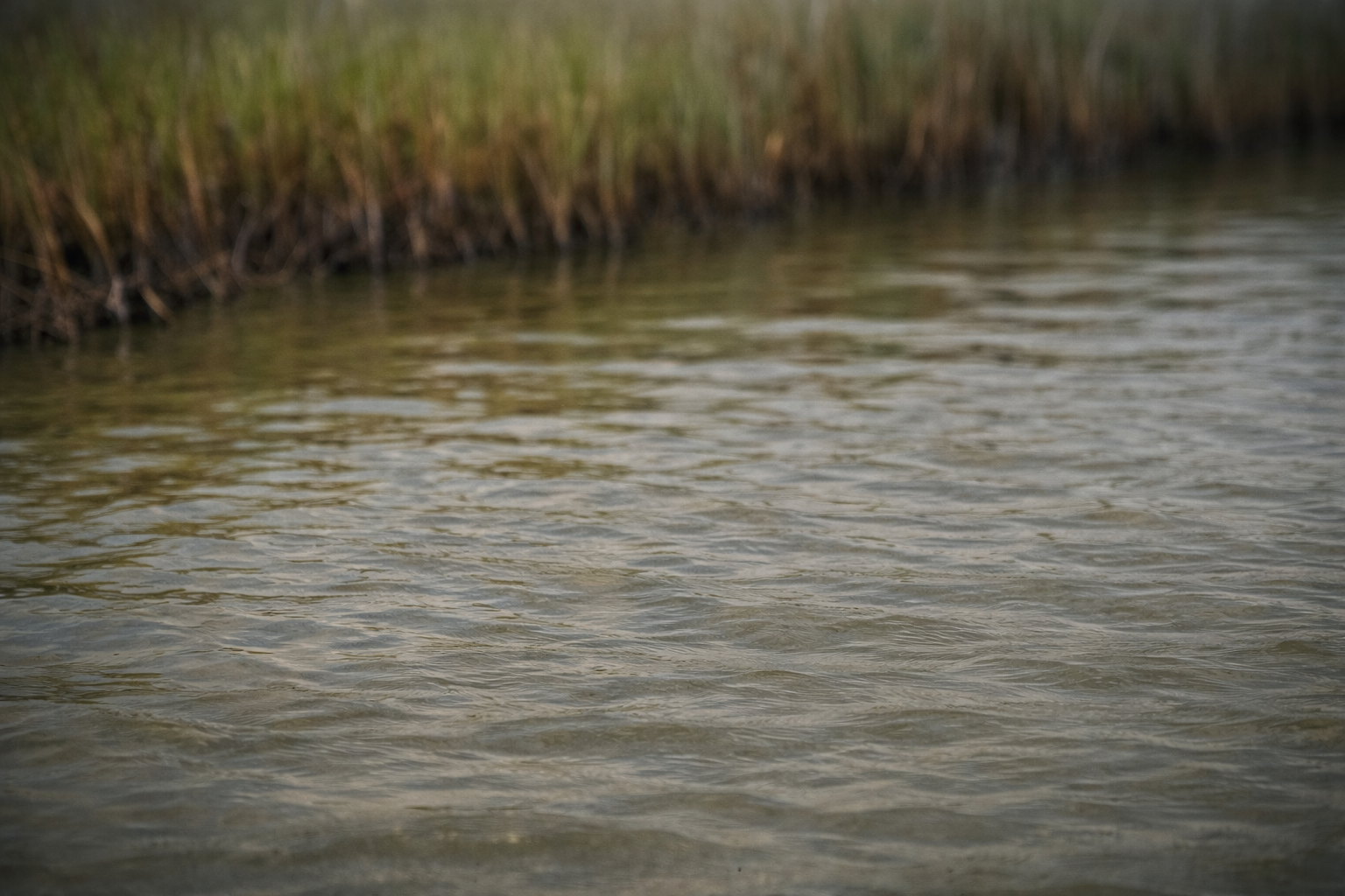 Altamaha River.png